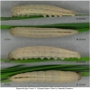 hipp fagi larva4 volg